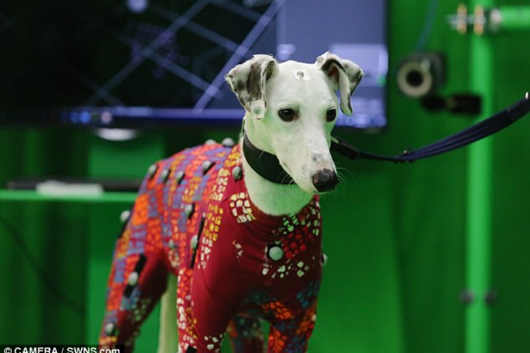 Animal motion capture data developments & the impact on animation